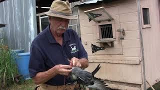 Training Pigeons for Recall to their Coop