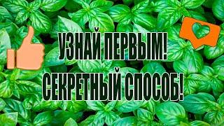 ОБ ЭТОМ СПОСОБЕ ПОКА НИКТО НЕ ЗНАЕТНЕОБЫЧНОЕ ВЫРАЩИВАНИЕ БАЗИЛИКА