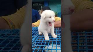 German Spitz puppy sell in kolkata dog market #galiffstreet