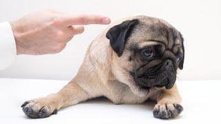 How To Discipline A Dog Effectively Without Punishment