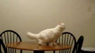 Cat chasing ceiling fan