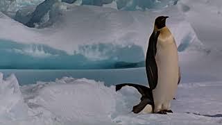 Pinguins - de wereld in transitie