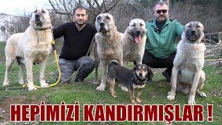 KIRMA KÖPEKLERİ KANGAL DİYE ANLATMIŞLAR BİZE SENELERCE  @sserbulent1 TAZI KIRMASI KURTÇU KANGALLAR