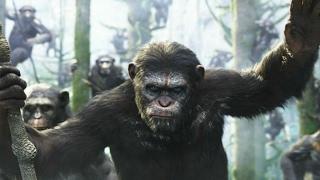 الحياة البرية # مواجهات في الطبيعة  مواجهة الشمبانزي