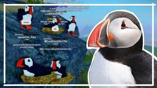 Puffin realism  Feather Family Roblox 4K