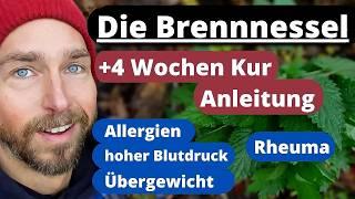 Die Brennnessel - bei Übergewicht hohem Blutdruck Allergien Rheuma...4 Wochen Kur Anleitung