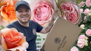 Heirloom Roses unboxing   Visit Our Garden