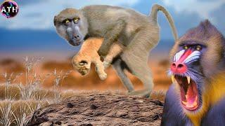 Baboon vs Mandrill - Who Would Win? Facts and Information about Worlds Most Dangerous Monkeys