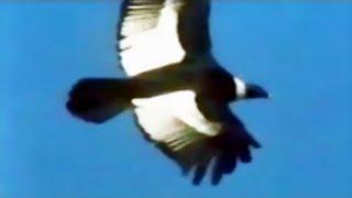 Flying Condor  CUSCO «Symphony»
