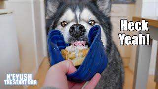 Husky Won’t Stop TALKING Until He Gets Waffles With Chicken Hes HUNGREH