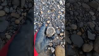 Seaworn Ammonite Fossil discovered in the sandy terrain  #fossilhunting #shorts #beach #fossils