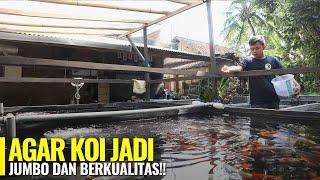 TIPS KEEPING IKAN KOI DENGAN PERAWATAN DAN PAKAN YANG BENAR AGAR KOI JUMBO DAN BERKUALITAS