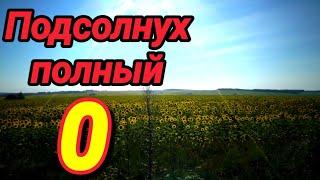 Привесы на пасеке полностью отсутствуют. Подсолнух не даёт и отшельникам.