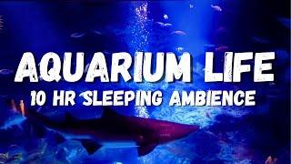 Sea aquarium sleeping ambience lots of fish underwater ASMR stress relief Underwater ambience