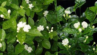 كيف تجعل  الفل يزهر عندك بغزاره طول الوقت. Jasminum sambac اسرار المشاتل