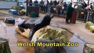 Welsh Mountain Zoo