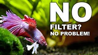 No Filter Betta Fish Tank EXPLAINED