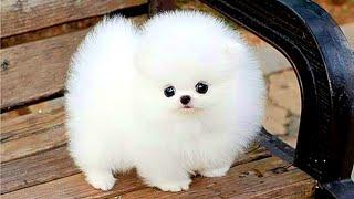 Funny and Cute Pomeranian Videos  Cutest Puppies