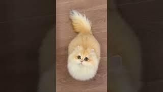 si cantik celamitan #kucing #cat #shorts