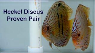 Guariba Blue Moon Heckel Cross Discus Proven Breeding Pair With Fry