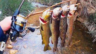 4 TROUT SPECIES CATCH & COOK Cutthroat Rainbow Brown Tiger