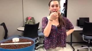 Eating a Cocoa Puff