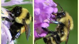 Bumble Bee Brigade Training Part 4- Identification