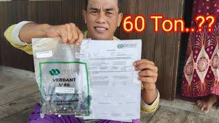 JANGAN SOMBONG JIKA BISA BELI BIBIT INI  Unboxing varietas Verdant V80 PT TIMBANG DELI INDONESIA