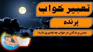 تعبیر خواب پرنده  دیدن پرندگان در خواب چه تعابیری دارد؟