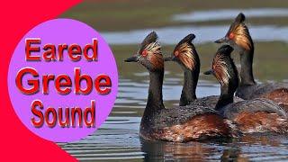 Eared Grebe Sound Eared Grebe CallBy DGK Hunter..