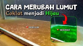 Cara Merubah Lumut Coklat Menjadi Hijau - Tips Menumbuhkan Lumut Hijau Dengan Cepat  GF0034