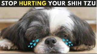 20 Things You Do That Emotionally Hurt Your Shih tzu Without Realizing