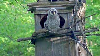 Eldest Owlet Midnight Branches After Encouragement From Mom  WBU Barred Owl Cam – May 1 2024