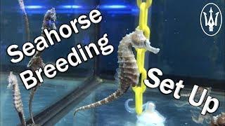 Inside Our Seahorse Breeding Facility