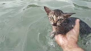 Taking kitten 2 to swim