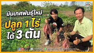 มันเทศ กวก.พิจิตร 3 ปลูกง่าย ผลผลิตสูง ปลูก 1 ไร่ ได้ผลผลิตมากถึง 3 ตัน  เกษตรสัญจร