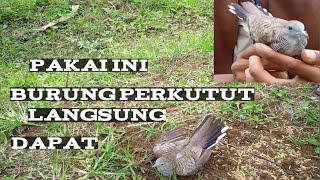 perangkap burung perkutut yang mudah