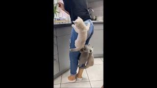 Kittens Climb Their Mom as They Couldn’t Wait for Food