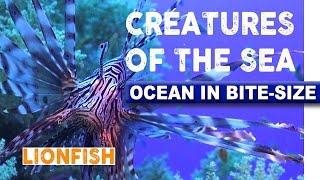 Creatures of the Sea - Venomous Lionfish