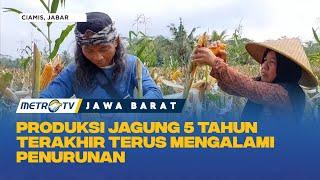 Produksi Jagung 5 Tahun Terakhir Terus Mengalami Penurunan