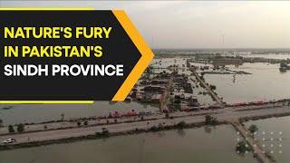 Drone captures the extent of damage caused by floods in Pakistans Sindh province  WION Originals