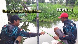 SOMBRO Ikan mas lagi melimpah di Lamongan pemancing pesta