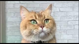 ЧТО ВЫ НЕ ЗНАЛИ О ЗОЛОТОЙ ШОТЛАНДСКОЙ ШИНШИЛЕ#кот #золото #шиншилла