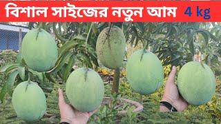 আমের নাম ফোর কেজি ।। Four Kg Mango Tree