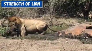 Strength of the African Lion  Lion drags Giraffe 360p