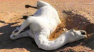 This is Why Touching a Dead Camel Is So Dangerous 