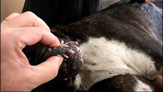 Jack found a happy puppy starring Mango worms and Fatou and Make puppy happy #104