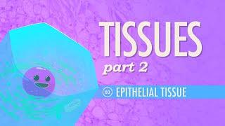 Tissues Part 2 - Epithelial Tissue Crash Course Anatomy & Physiology #3