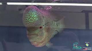 Malaysia Flowerhorn Competition 2023 at Meng Aquarium  Grand Champion Flowerhorn