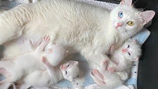 Rescuing a mom cat and her kittens